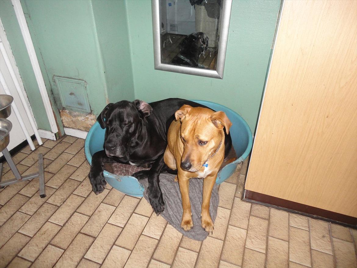 Grand danois Big ben - vi kan da sagtens var to i den lille kurv
 billede 13