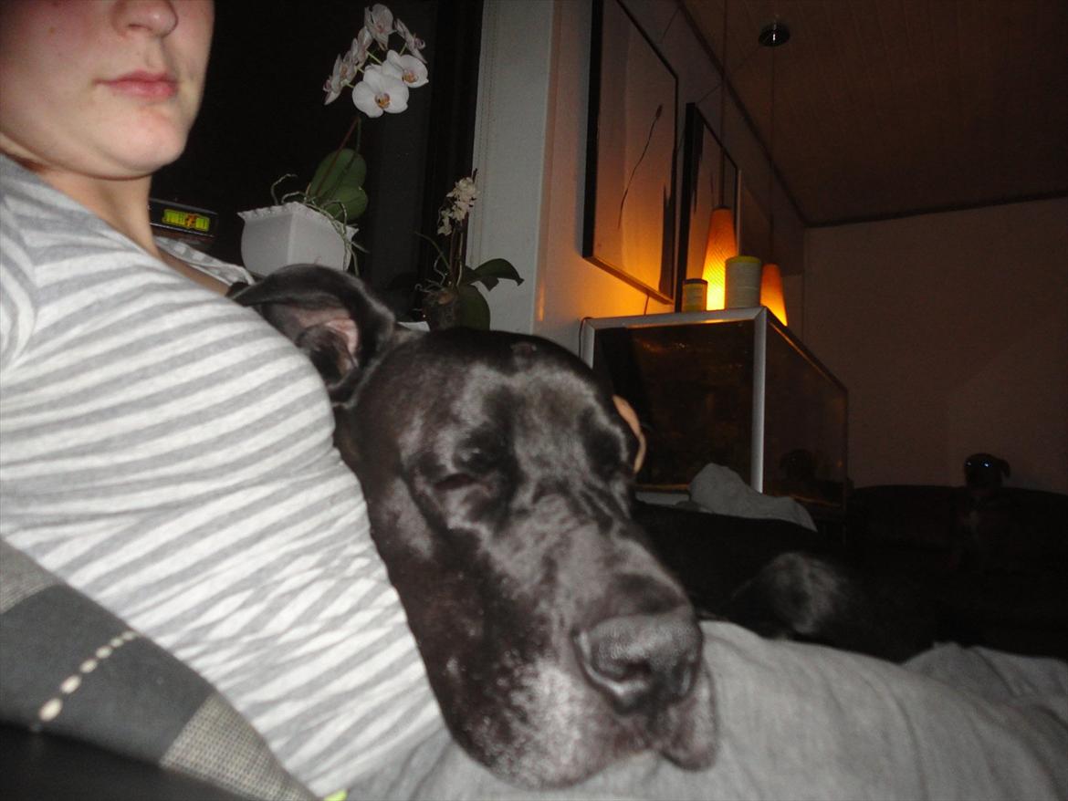 Grand danois Big ben - putter lige lidt ved mor billede 14