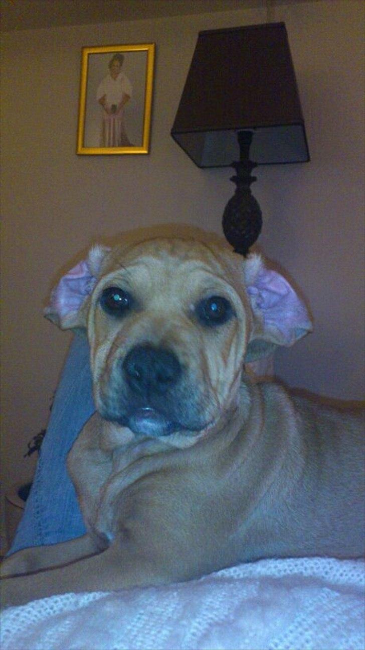 Blanding af racer Tally billede 11