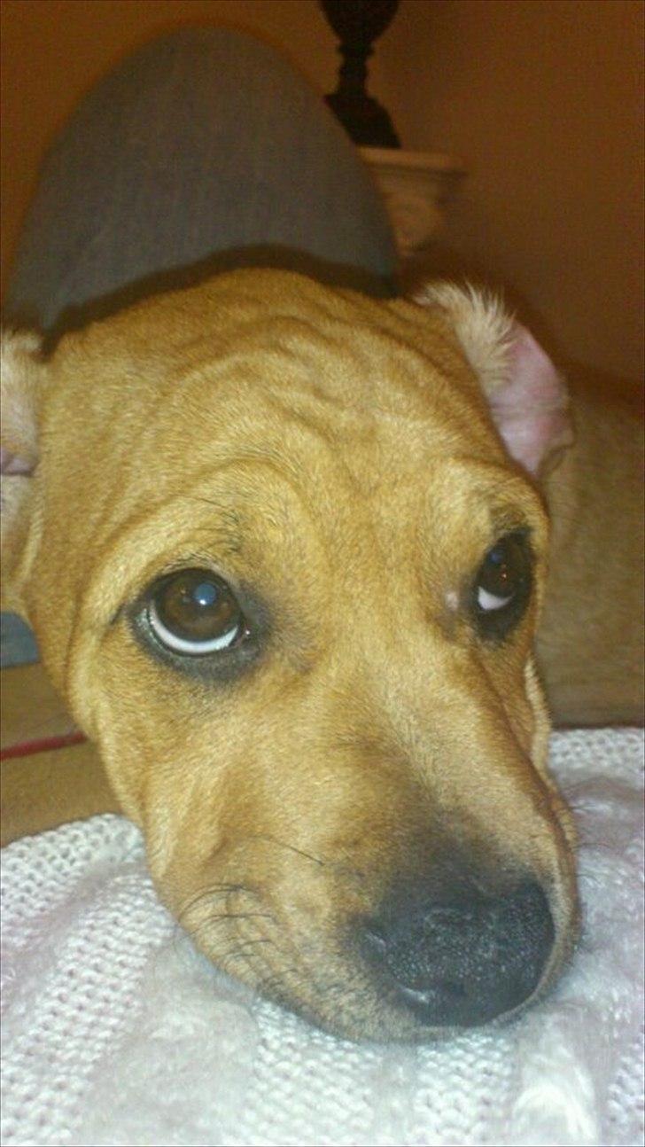 Blanding af racer Tally billede 12