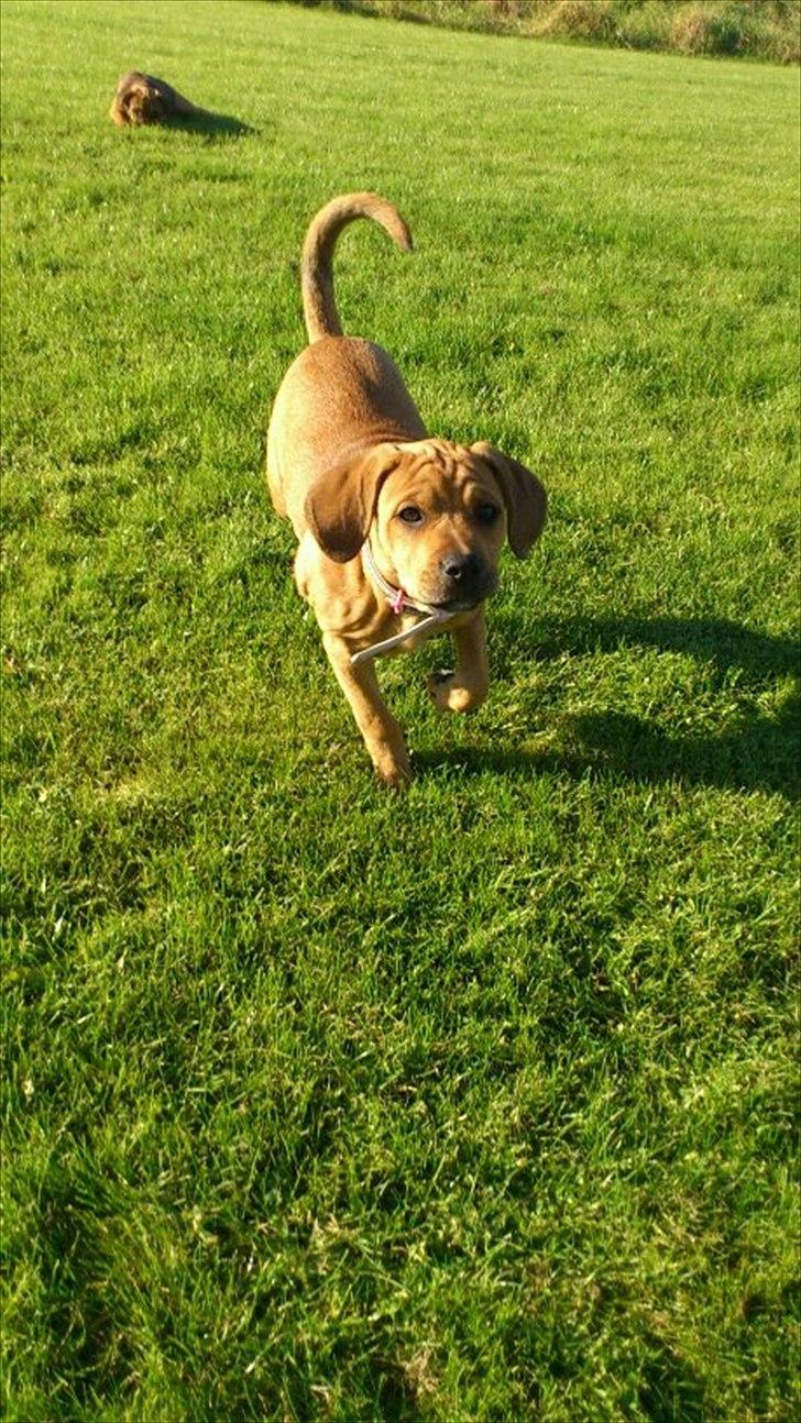 Blanding af racer Tally billede 13