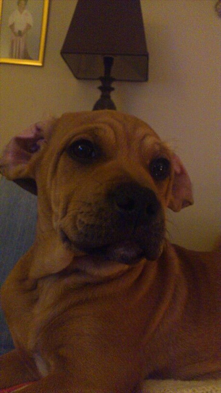 Blanding af racer Tally billede 14