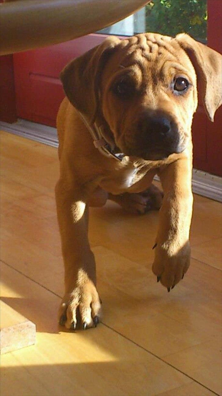 Blanding af racer Tally billede 2