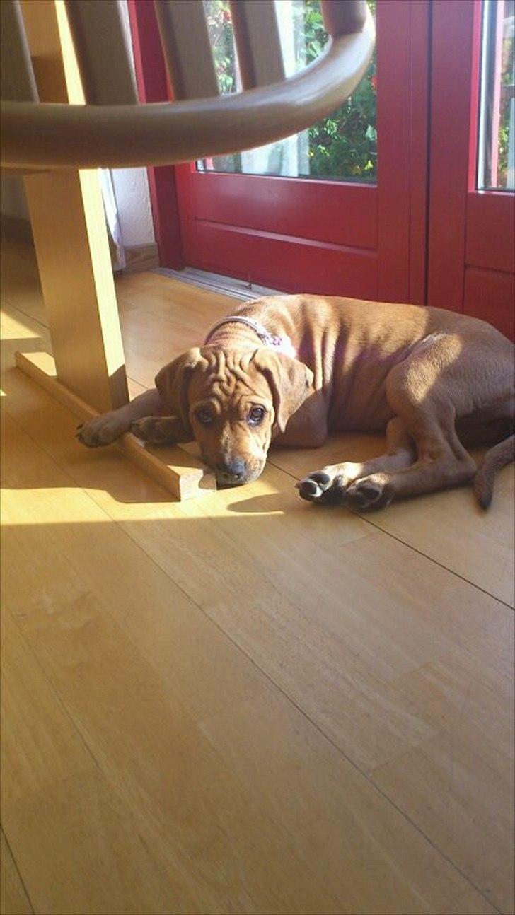 Blanding af racer Tally billede 15