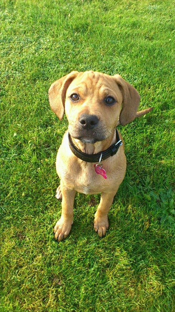 Blanding af racer Tally billede 16