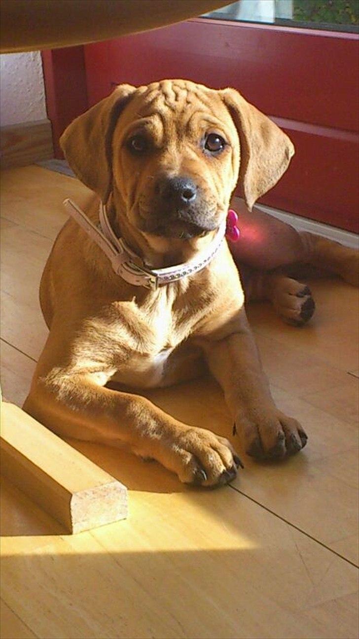 Blanding af racer Tally billede 3