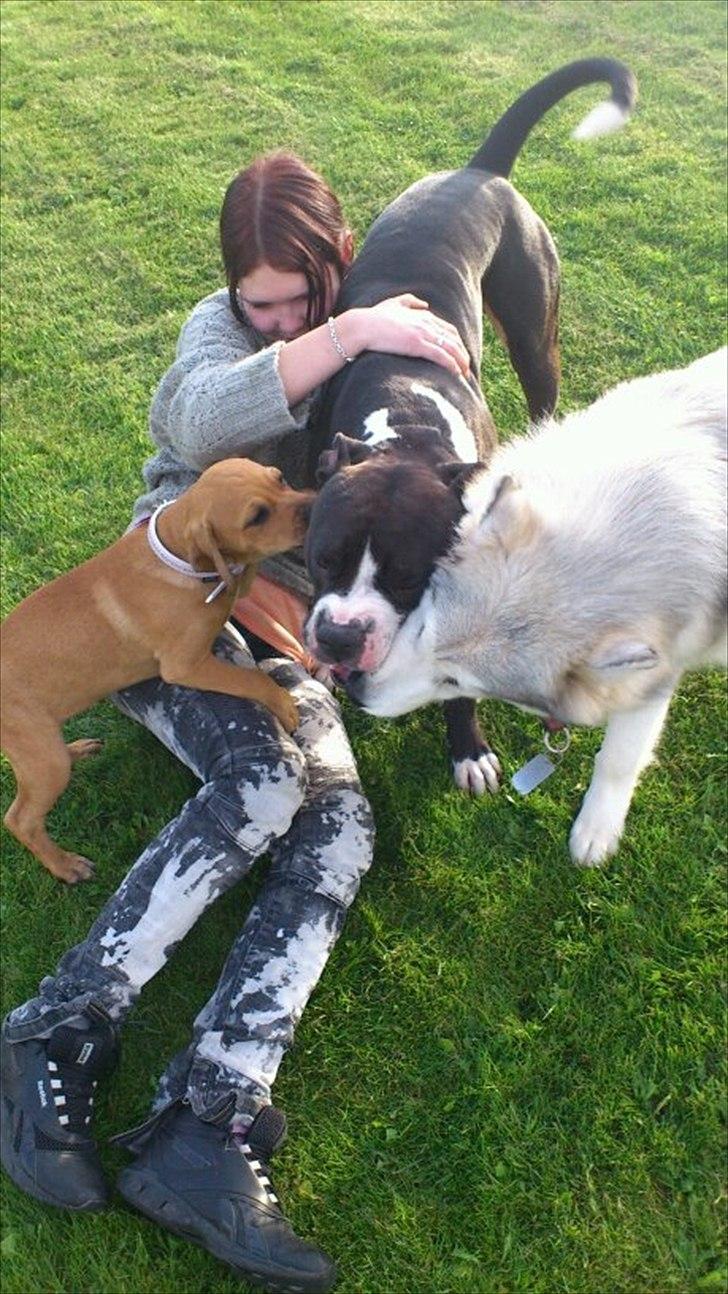 Blanding af racer Tally billede 17