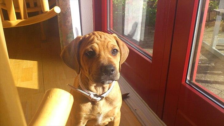 Blanding af racer Tally billede 1