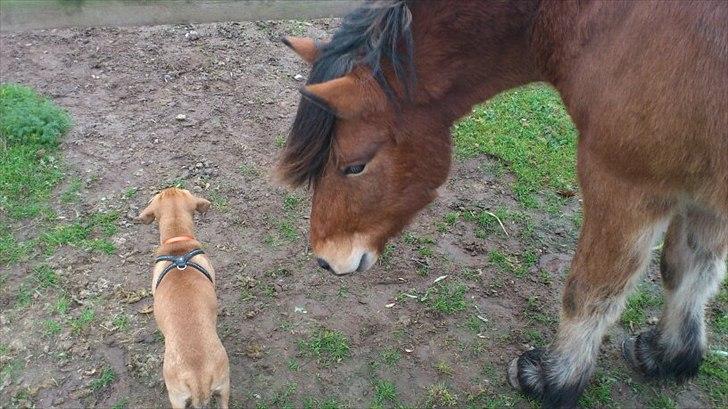 Blanding af racer Tally billede 18