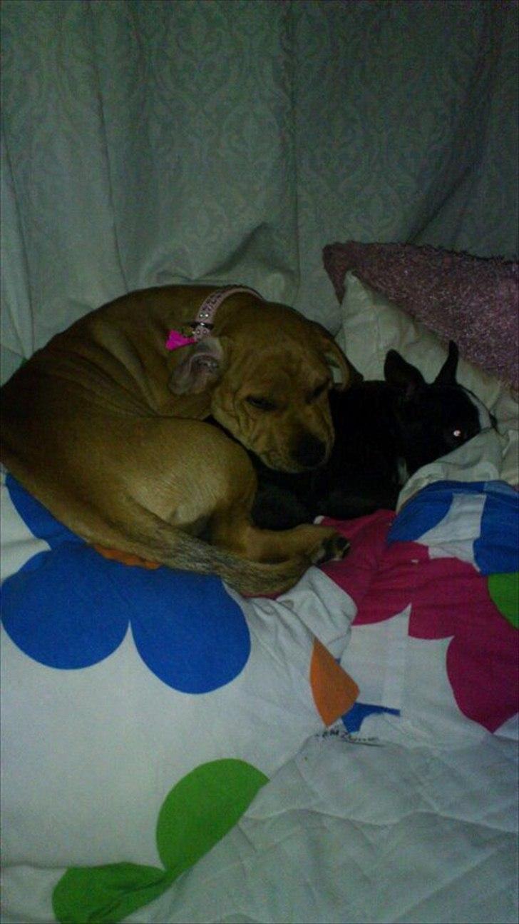 Blanding af racer Tally billede 19