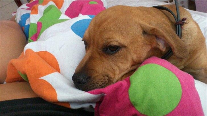 Blanding af racer Tally billede 20