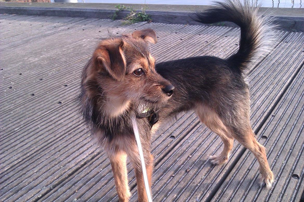 Blanding af racer Virginia - Dejlig søndagstur til nordhavnen. billede 1