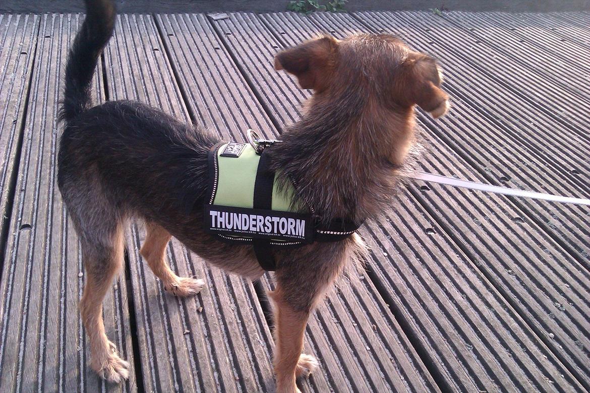 Blanding af racer Virginia billede 2