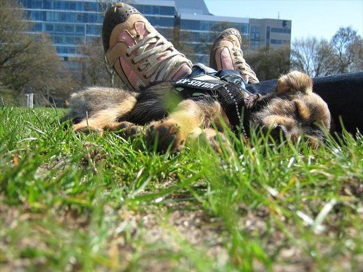 Blanding af racer Virginia billede 3