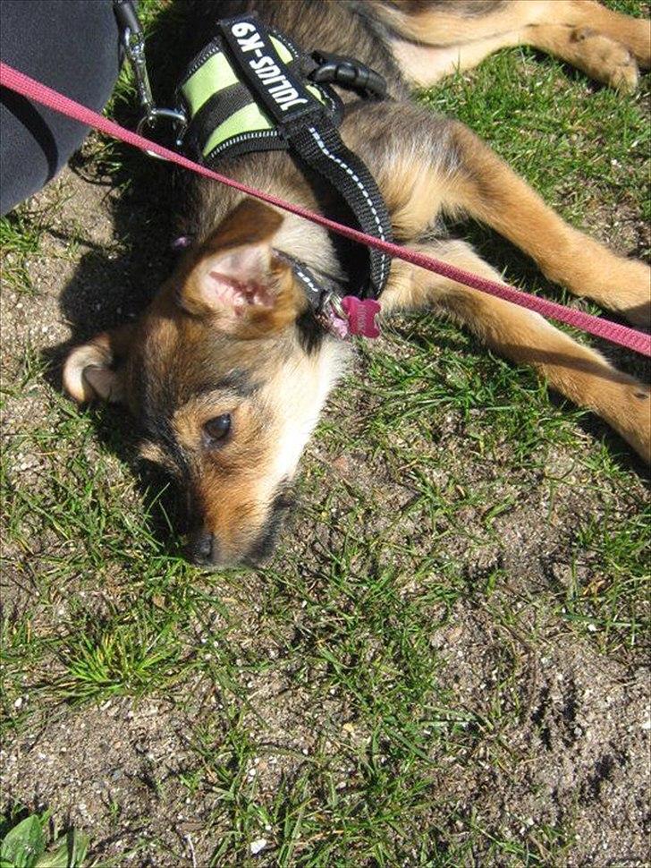 Blanding af racer Virginia billede 4