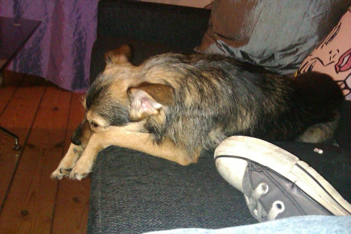 Blanding af racer Virginia billede 5