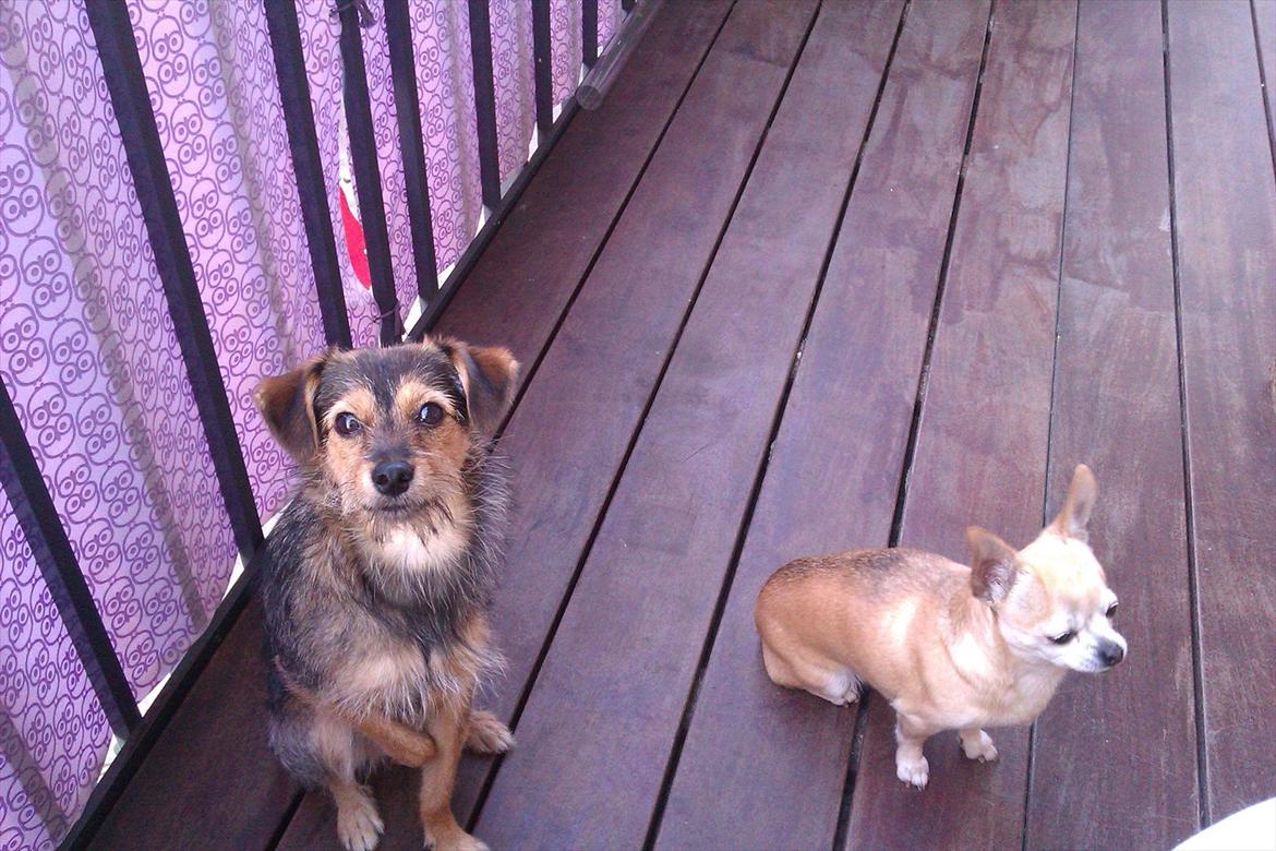 Blanding af racer Virginia billede 6