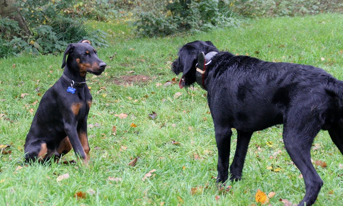 Dobermann Calle - 21 uger billede 5