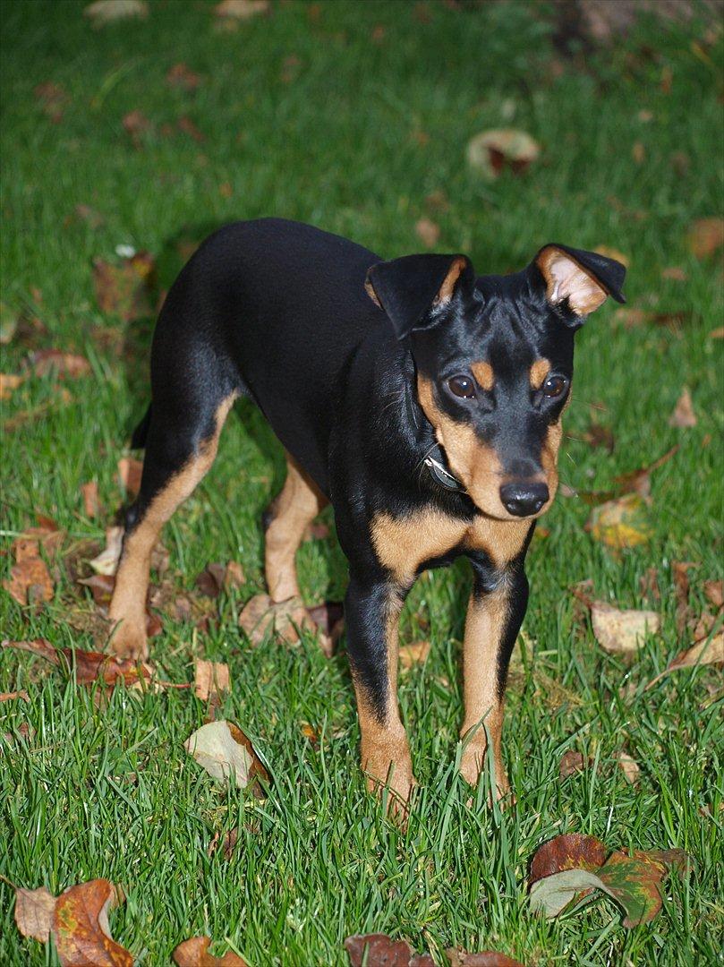 Dvaergpinscher Vaks  - November 2011  billede 1