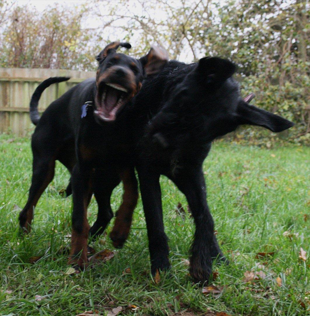 Dobermann Calle - 21 uger billede 4