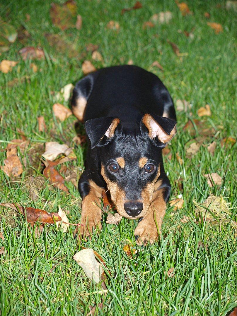 Dvaergpinscher Vaks  - November 2011 billede 2