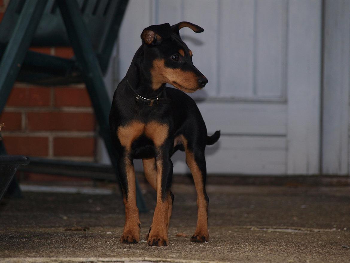 Dvaergpinscher Vaks  - November 2011 billede 3