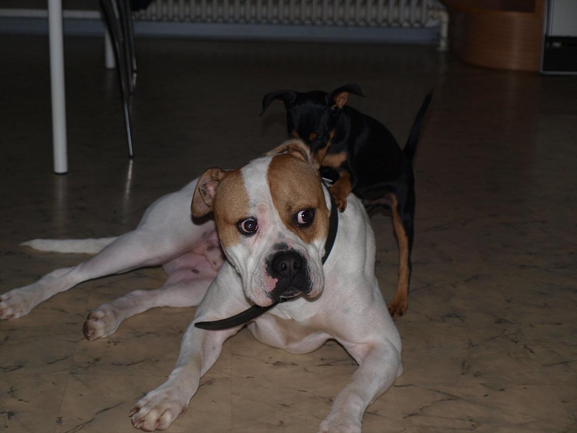 Dvaergpinscher Vaks  - Vaks og Fighter - noget skræmt og bange for Vaks en af de først gange de mødtes :-) September 2011 billede 4