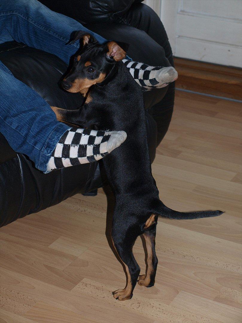 Dvaergpinscher Vaks  - Jeg vil op Jesper! September 2011 billede 5