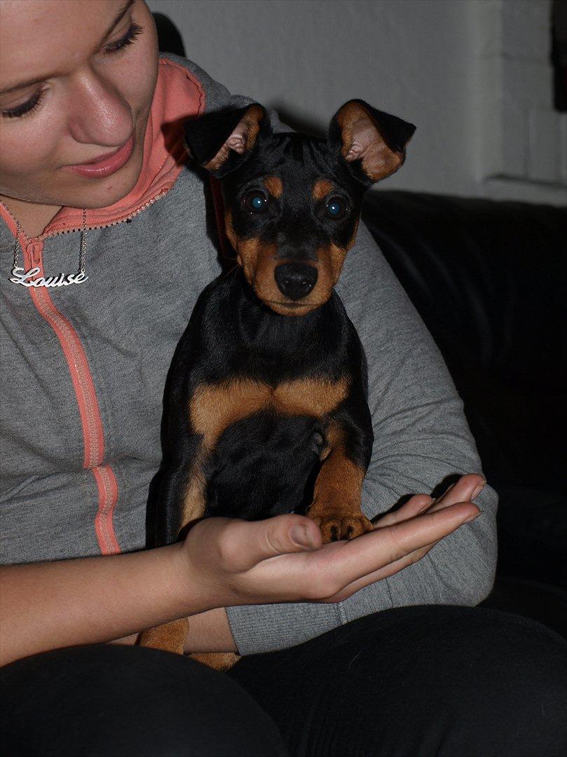 Dvaergpinscher Vaks  - Mig og Vaks september 2011 billede 6