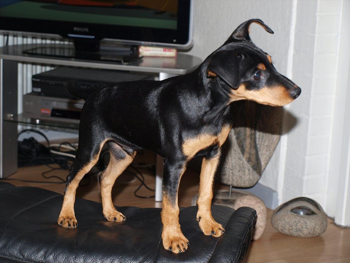 Dvaergpinscher Vaks  - September 2011 billede 7