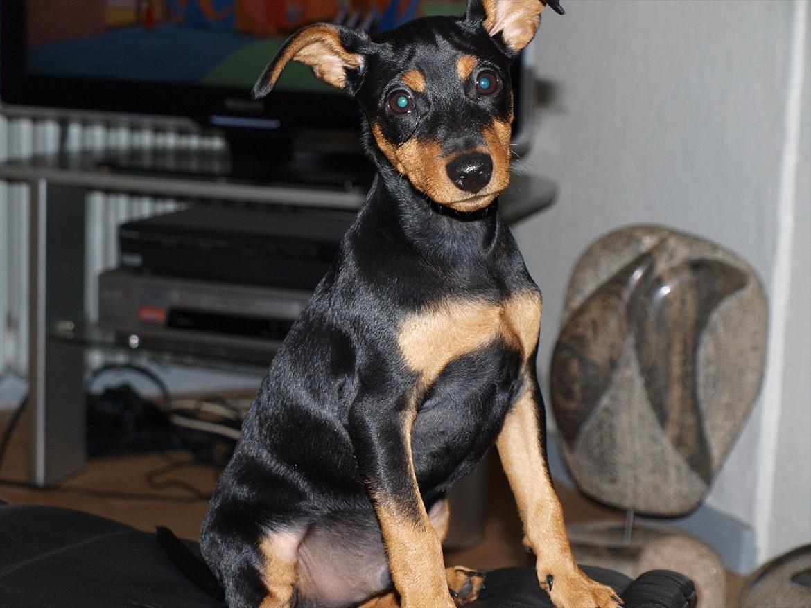 Dvaergpinscher Vaks  - September 2011 billede 8