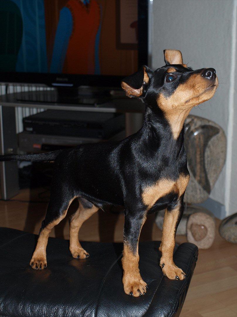 Dvaergpinscher Vaks  - September 2011 billede 9