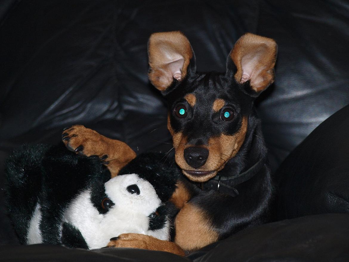 Dvaergpinscher Vaks  - Vaks med de 'flotte' ører :-) November 2011  billede 10