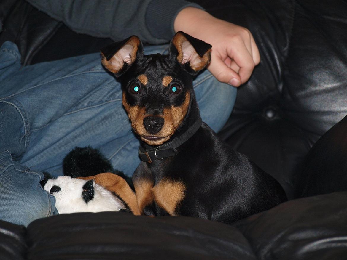 Dvaergpinscher Vaks  - Vaks med Jesper. November 2011  billede 11