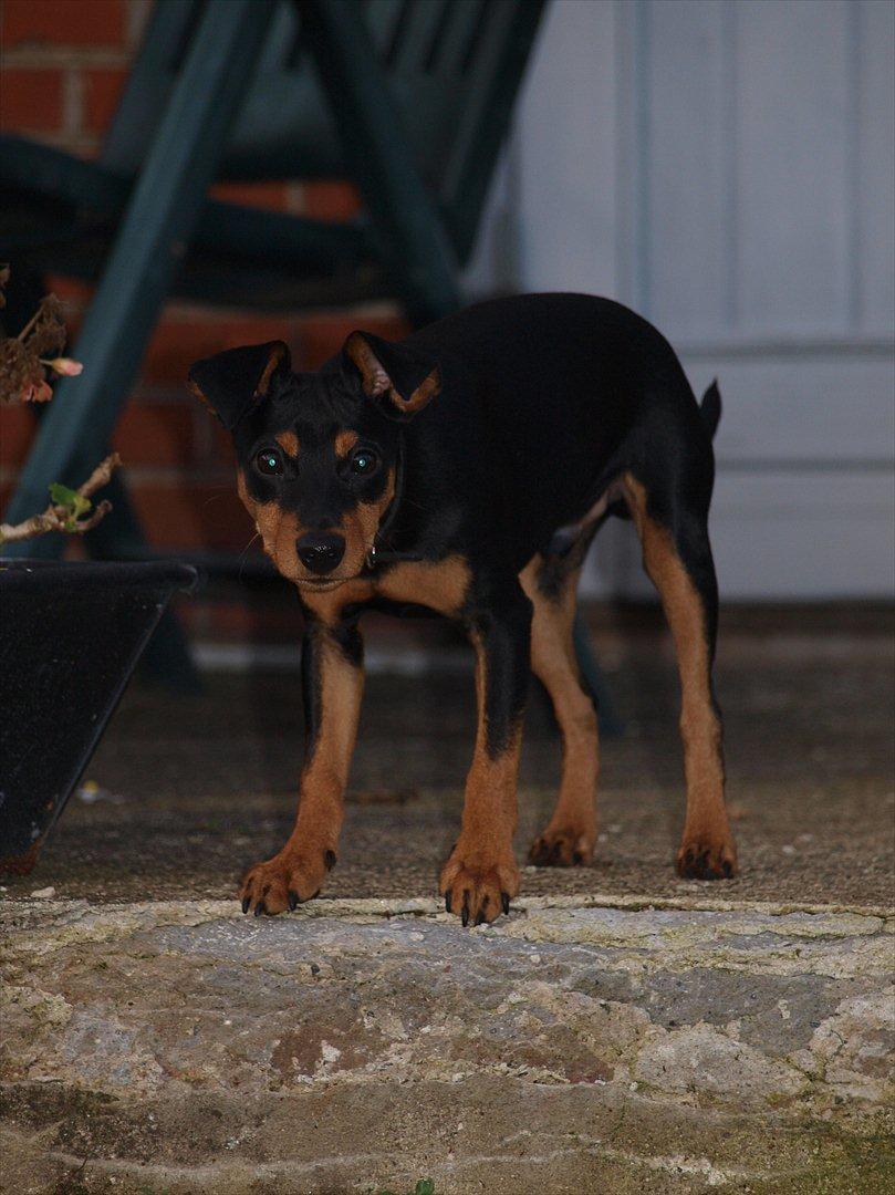 Dvaergpinscher Vaks  - November 2011  billede 12
