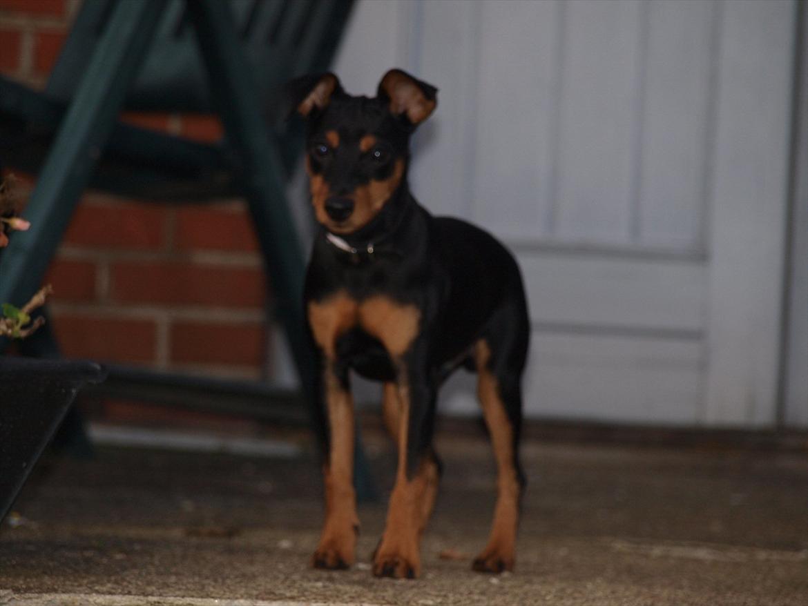 Dvaergpinscher Vaks  - November 2011  billede 13