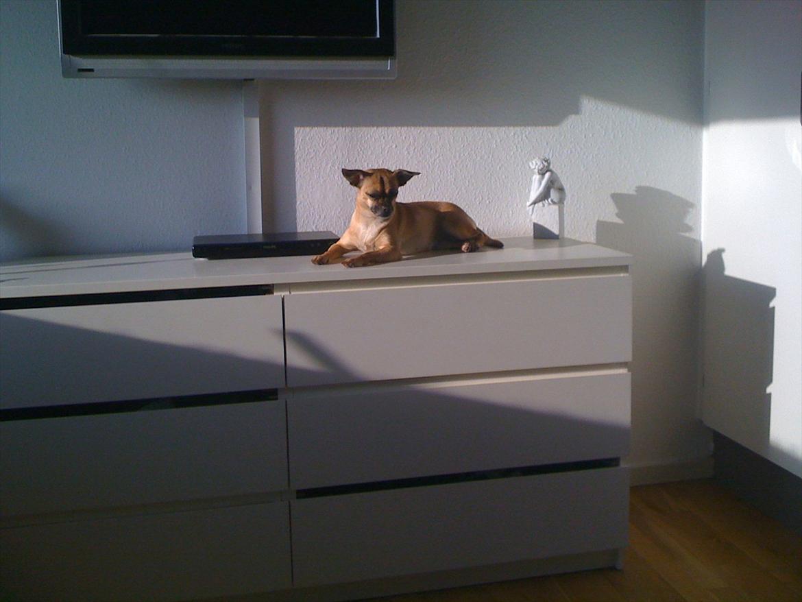 Blanding af racer Zhila - Zhila er hoppet op på kommoden i soveværelset for at ligge i solen ..  billede 14