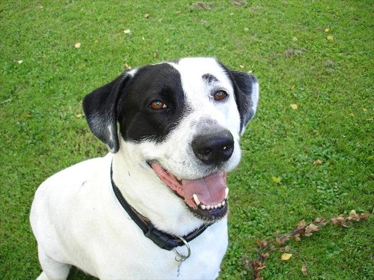 Blanding af racer Balder *HIMMELHUND* - Balle-valle :-D billede 1