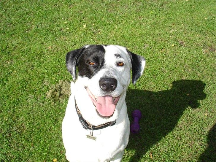 Blanding af racer Balder *HIMMELHUND* - Er jeg ikke bare nuser?? billede 2