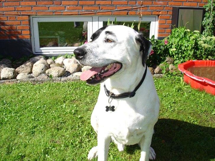 Blanding af racer Balder *HIMMELHUND* - Flot viffer i profil billede 3