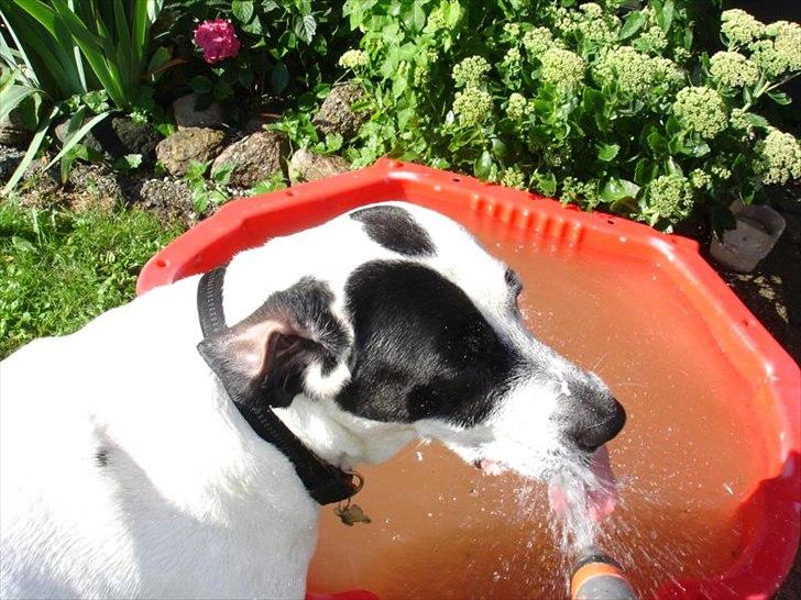 Blanding af racer Balder *HIMMELHUND* - Han eeeelsker vand - og elsker at lege i sin "pool" (den røde plastik skal) billede 4