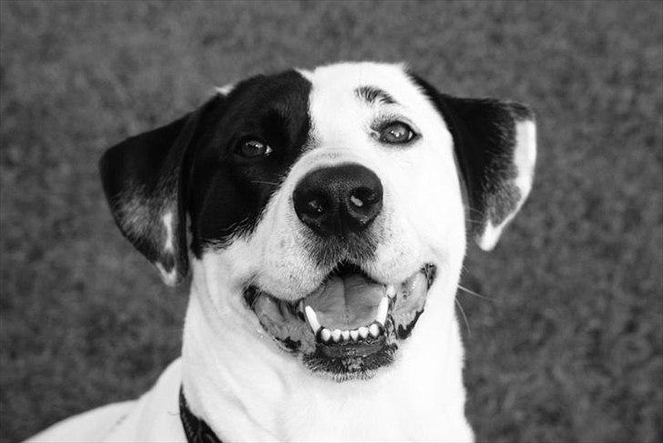 Blanding af racer Balder *HIMMELHUND* - Jeg er også riiiigtig lækker i sort og hvid billede 5