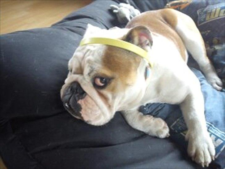 Engelsk bulldog Bertha billede 1