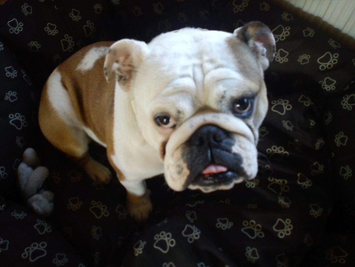 Engelsk bulldog Bertha billede 2