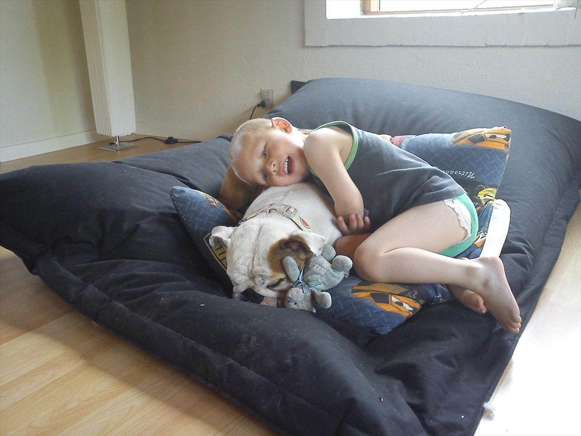 Engelsk bulldog Bertha billede 3