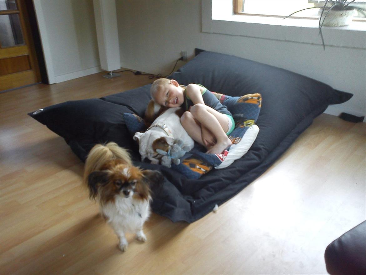 Engelsk bulldog Bertha billede 4