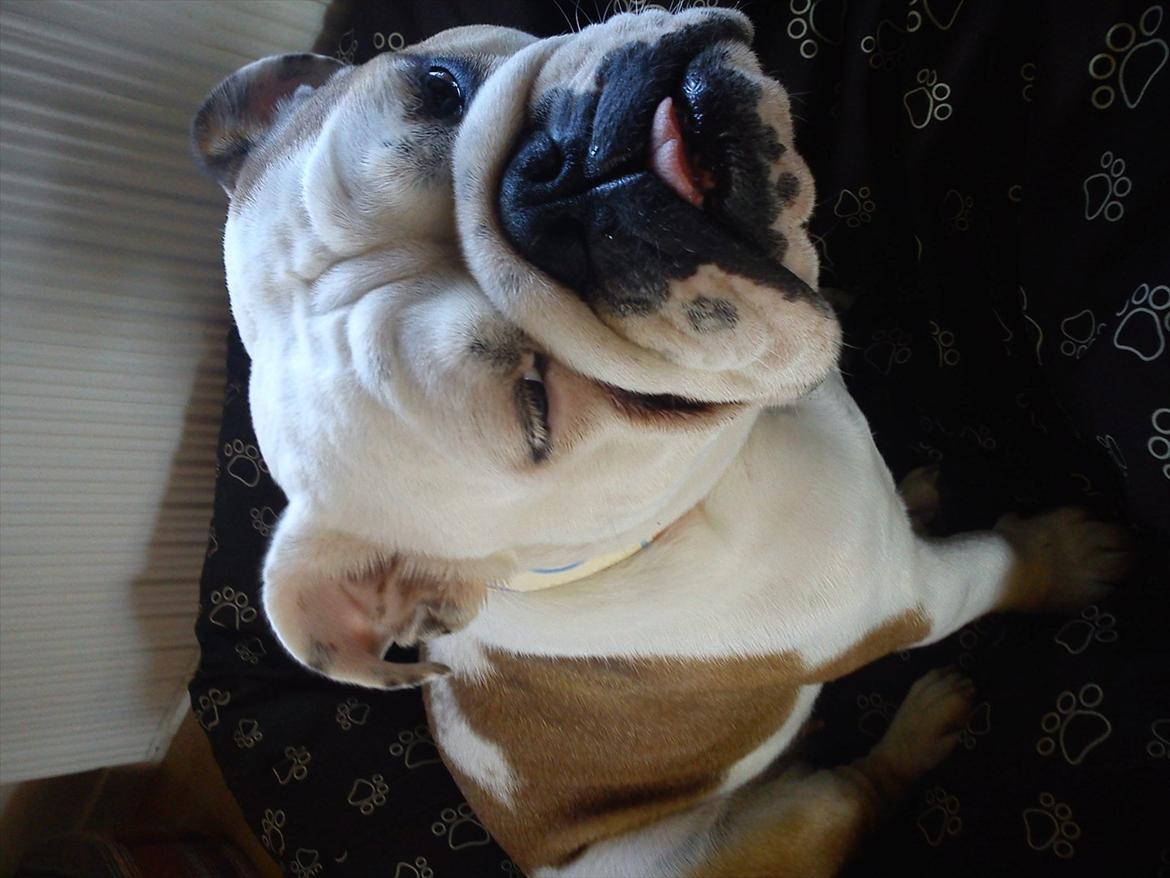 Engelsk bulldog Bertha billede 5