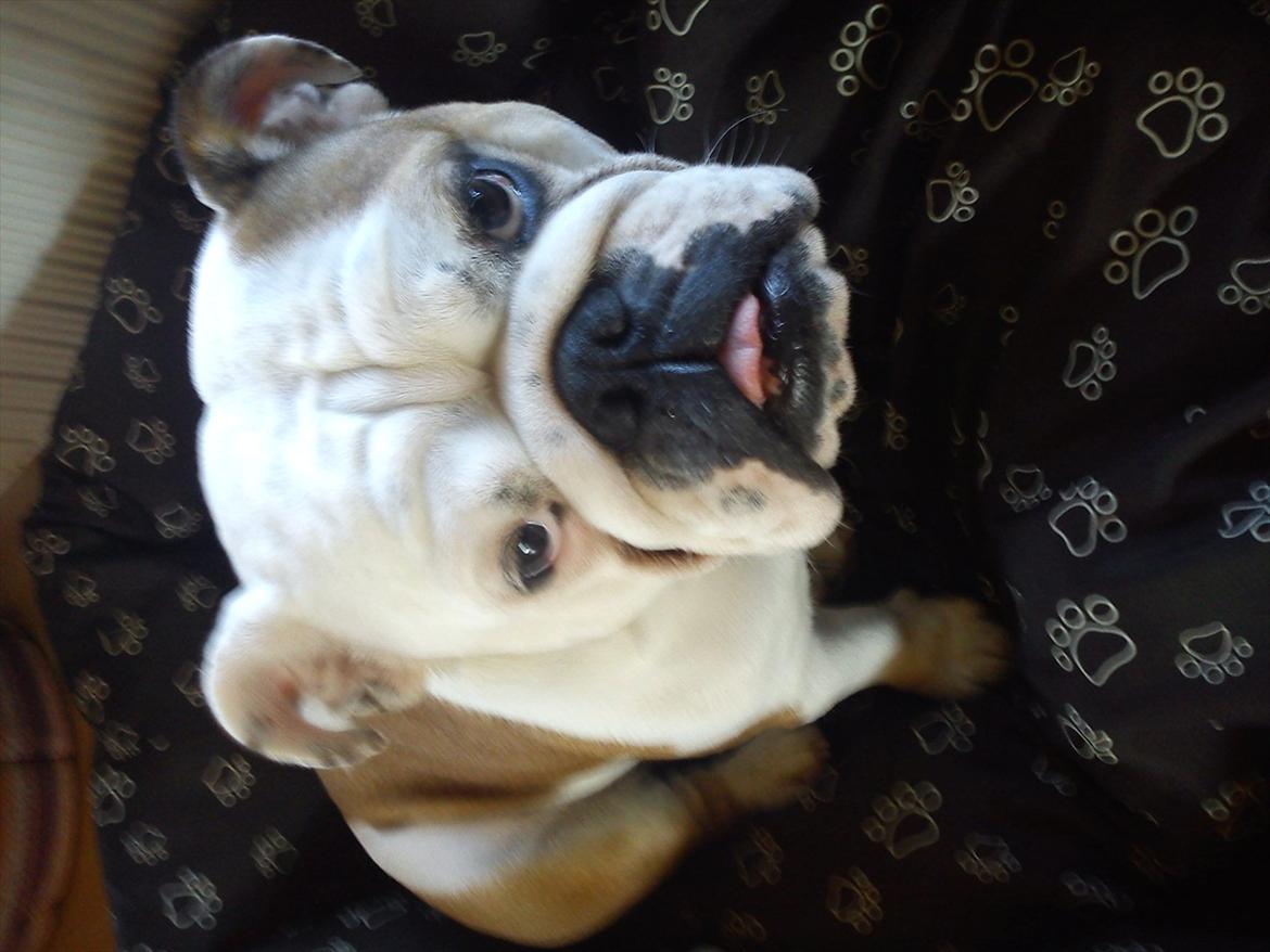 Engelsk bulldog Bertha billede 6