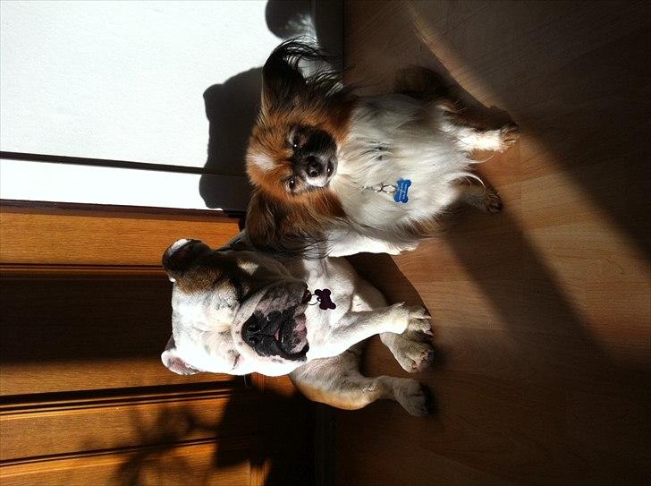 Engelsk bulldog Bertha billede 7