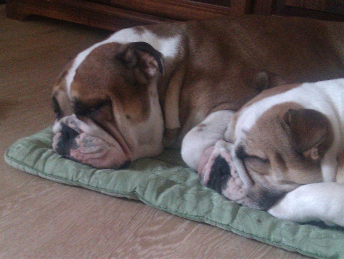 Engelsk bulldog Amigo billede 1